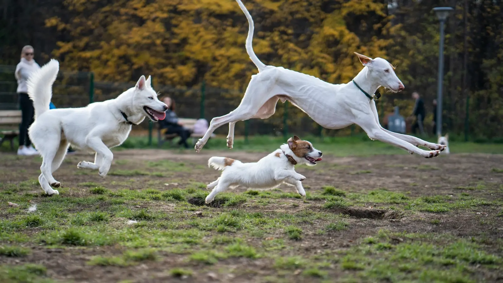 Park za pse