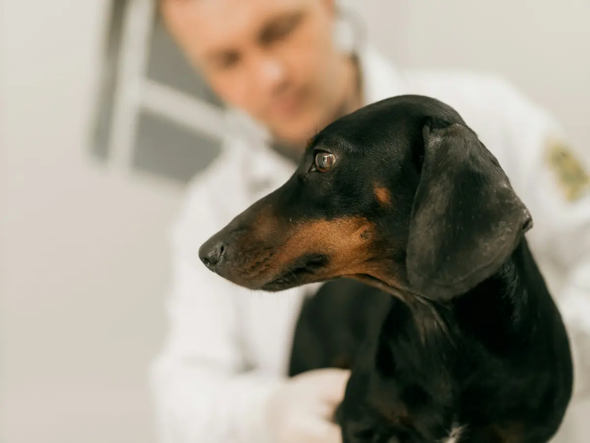 Veterinar na pregledu psa
